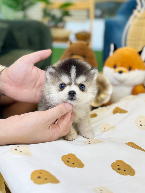 Pomsky - Wiwi(Female) - Beautiful puppy teacup puppy with adorable features available for adoption from Velydog