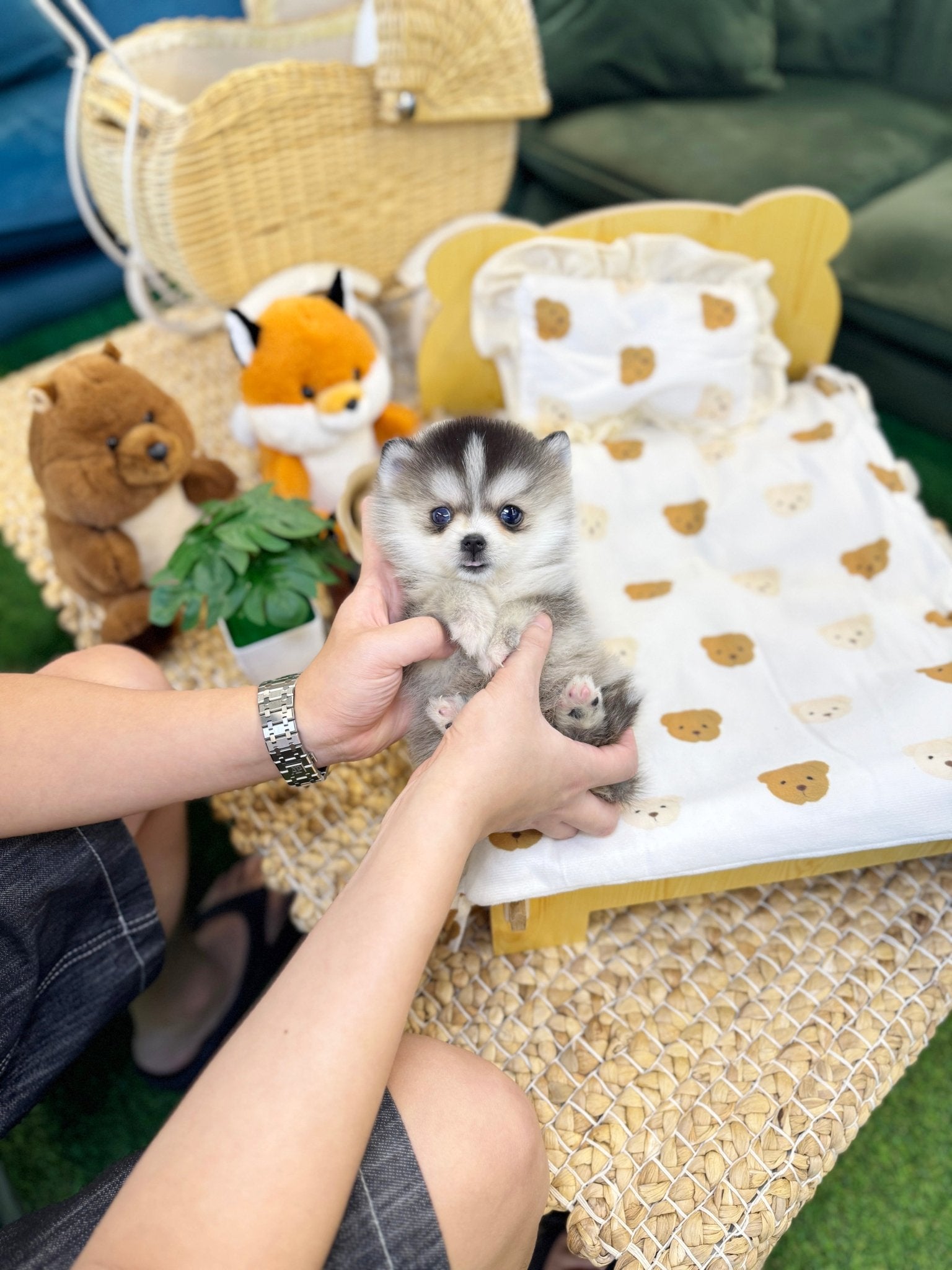 Pomsky - Wiwi(Female) - Beautiful puppy teacup puppy with adorable features available for adoption from Velydog