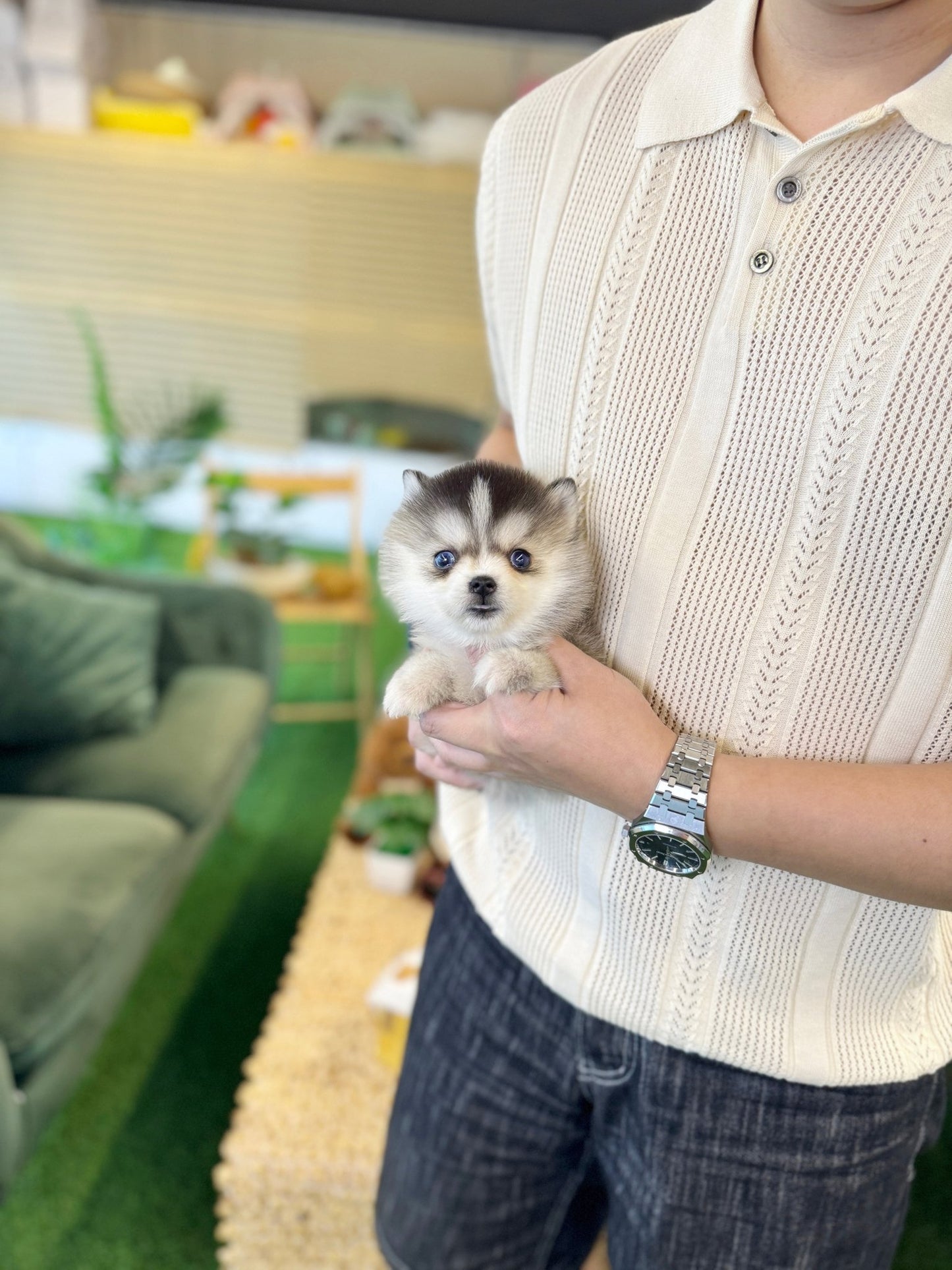 Pomsky - Wiwi(Female) - Beautiful puppy teacup puppy with adorable features available for adoption from Velydog