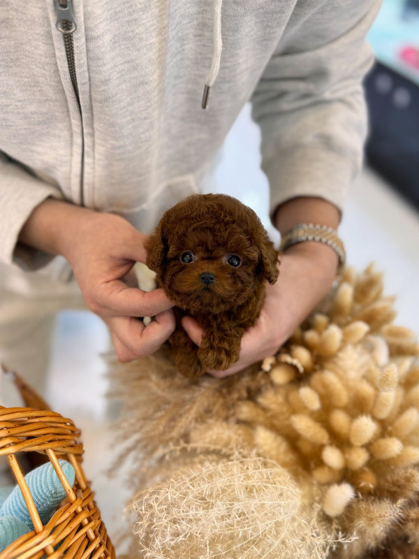 Poodle - Aiden(Male) - Beautiful puppy teacup puppy with adorable features available for adoption from Velydog