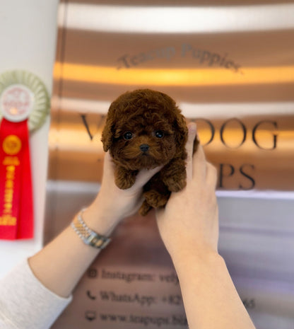 Poodle - Aiden(Male) - Beautiful puppy teacup puppy with adorable features available for adoption from Velydog