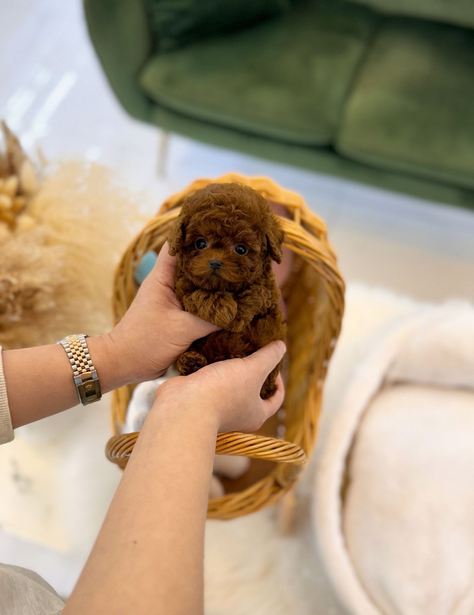 Poodle - Aiden(Male) - Beautiful puppy teacup puppy with adorable features available for adoption from Velydog