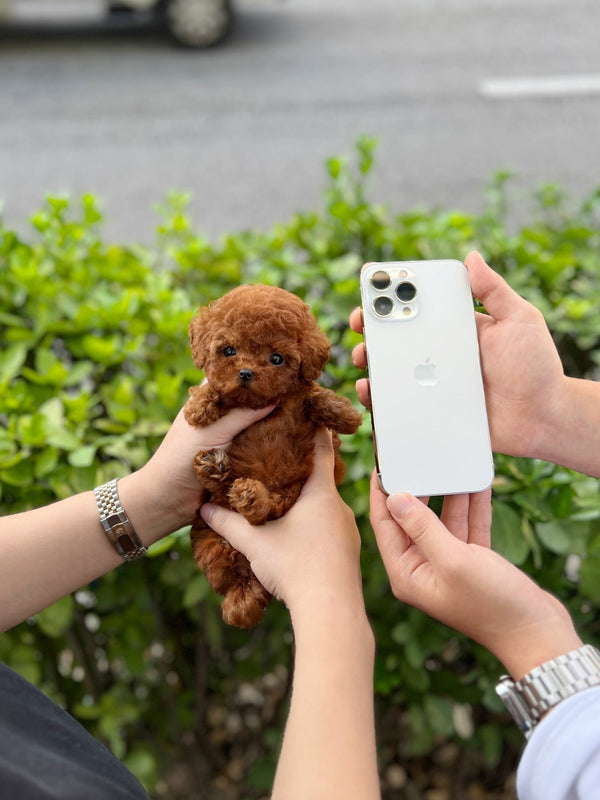 Poodle - Amanda(Female) - Beautiful puppy teacup puppy with adorable features available for adoption from Velydog