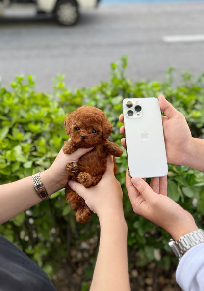 Poodle - Amanda(Female) - Beautiful puppy teacup puppy with adorable features available for adoption from Velydog