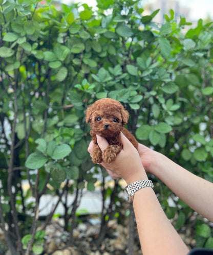 Poodle - Amanda(Female) - Beautiful puppy teacup puppy with adorable features available for adoption from Velydog