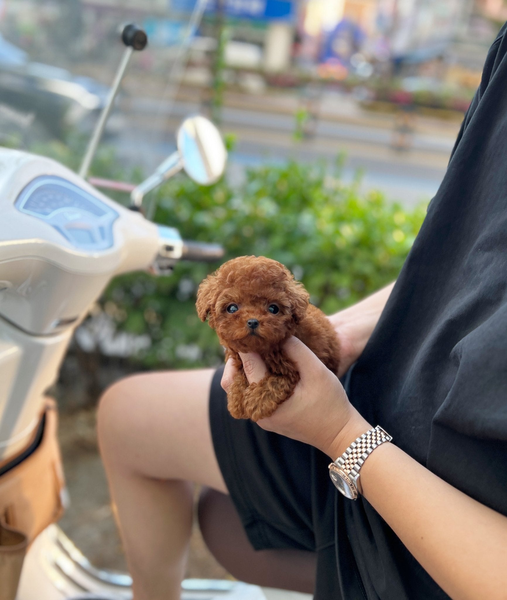 Poodle - Amanda(Female) - Beautiful puppy teacup puppy with adorable features available for adoption from Velydog