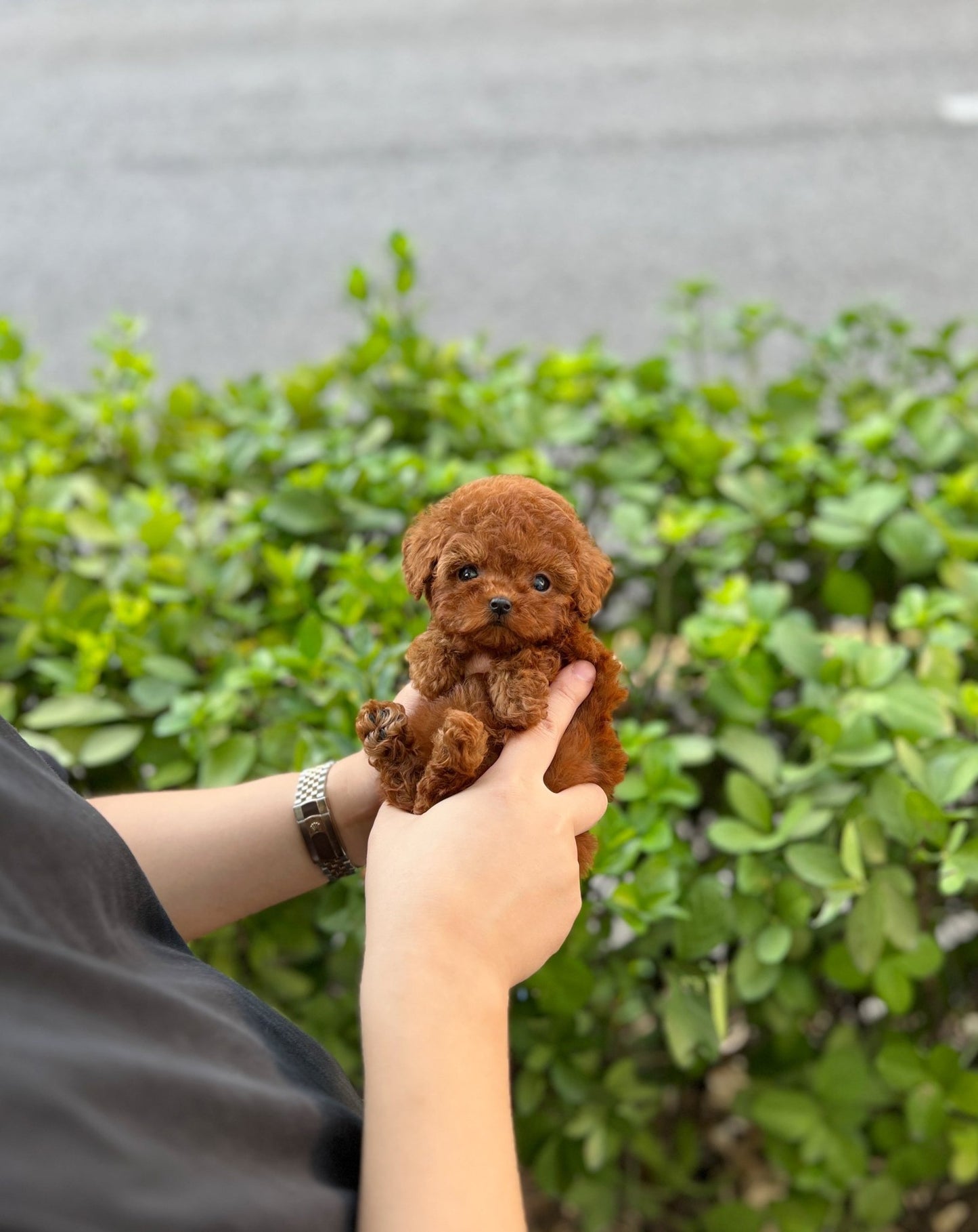 Poodle - Amanda(Female) - Beautiful puppy teacup puppy with adorable features available for adoption from Velydog