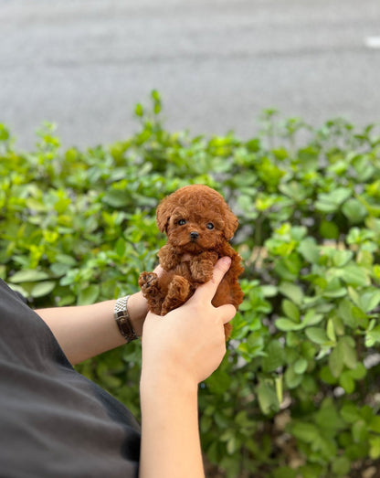 Poodle - Amanda(Female) - Beautiful puppy teacup puppy with adorable features available for adoption from Velydog