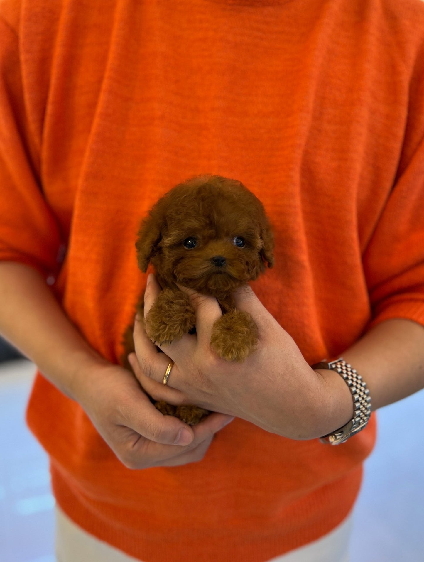 Poodle - Amy - Beautiful puppy teacup puppy with adorable features available for adoption from Velydog