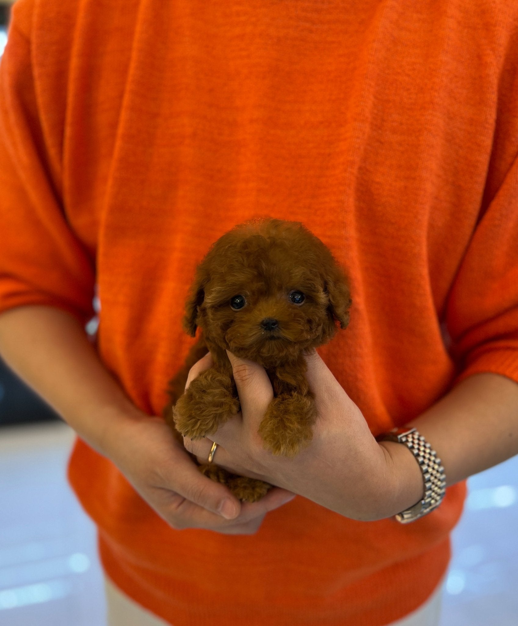 Poodle - Amy - Beautiful puppy teacup puppy with adorable features available for adoption from Velydog