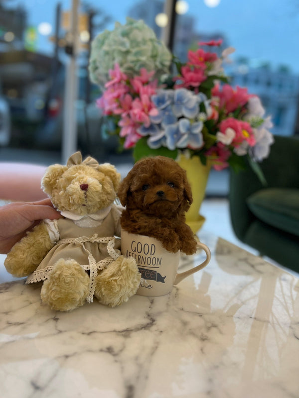 Poodle - Amy - Beautiful puppy teacup puppy with adorable features available for adoption from Velydog