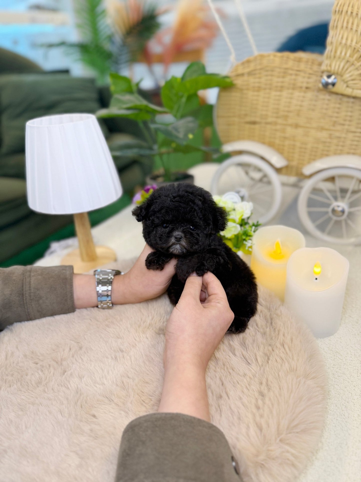 Poodle - Angel(Female) - Beautiful puppy teacup puppy with adorable features available for adoption from Velydog
