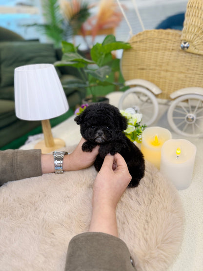 Poodle - Angel(Female) - Beautiful puppy teacup puppy with adorable features available for adoption from Velydog