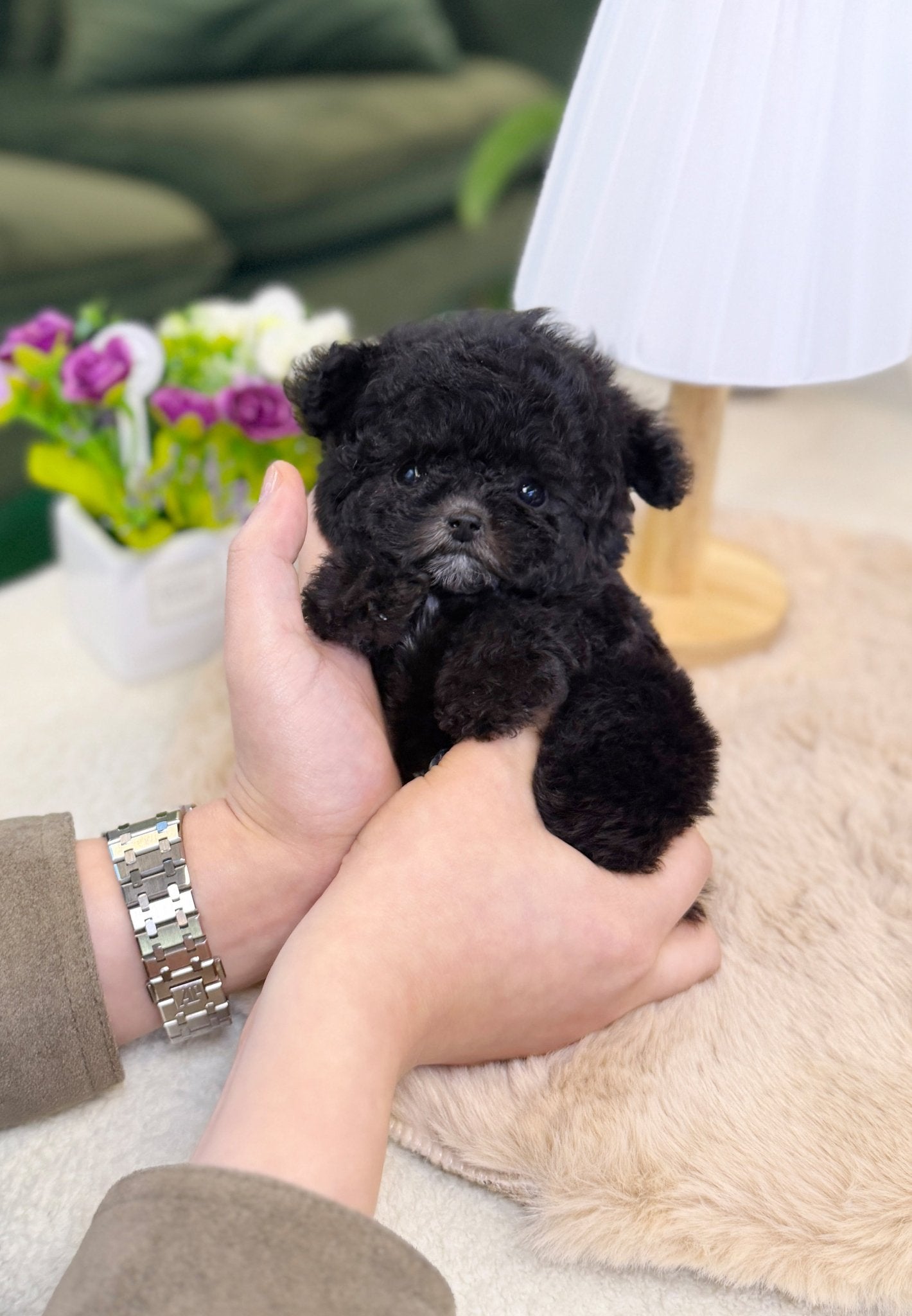 Poodle - Angel(Female) - Beautiful puppy teacup puppy with adorable features available for adoption from Velydog