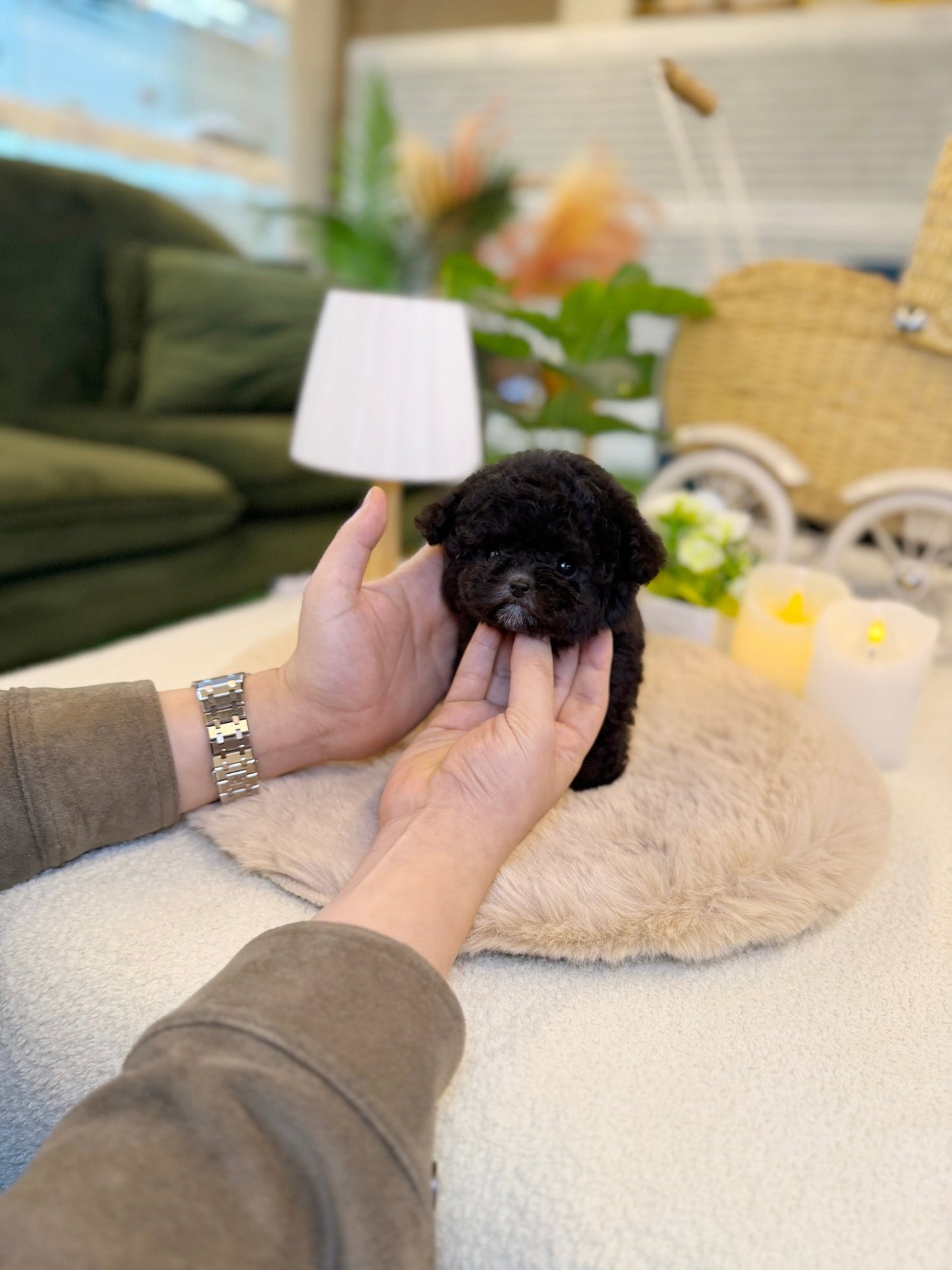 Poodle - Angel(Female) - Beautiful puppy teacup puppy with adorable features available for adoption from Velydog
