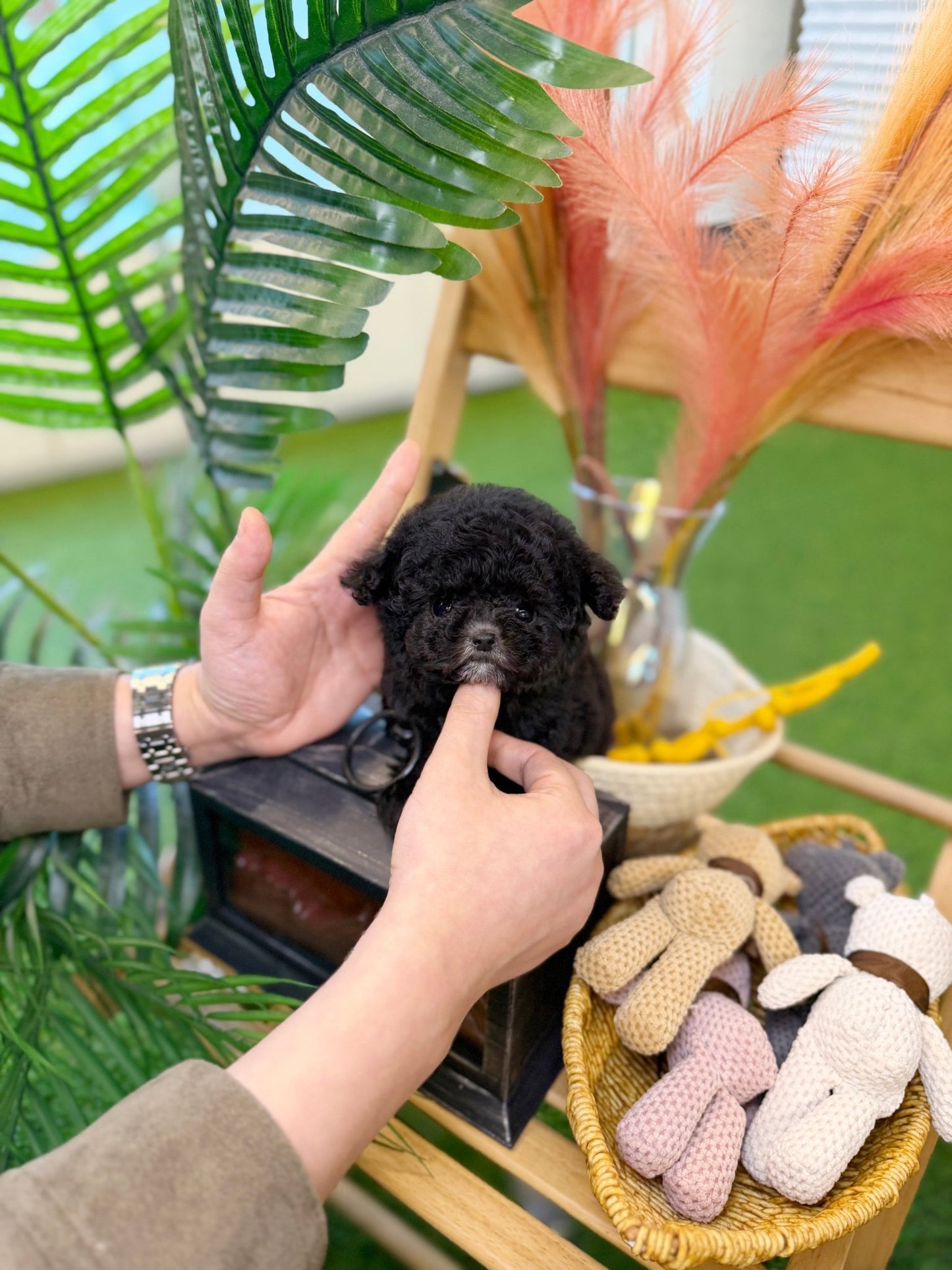Poodle - Angel(Female) - Beautiful puppy teacup puppy with adorable features available for adoption from Velydog