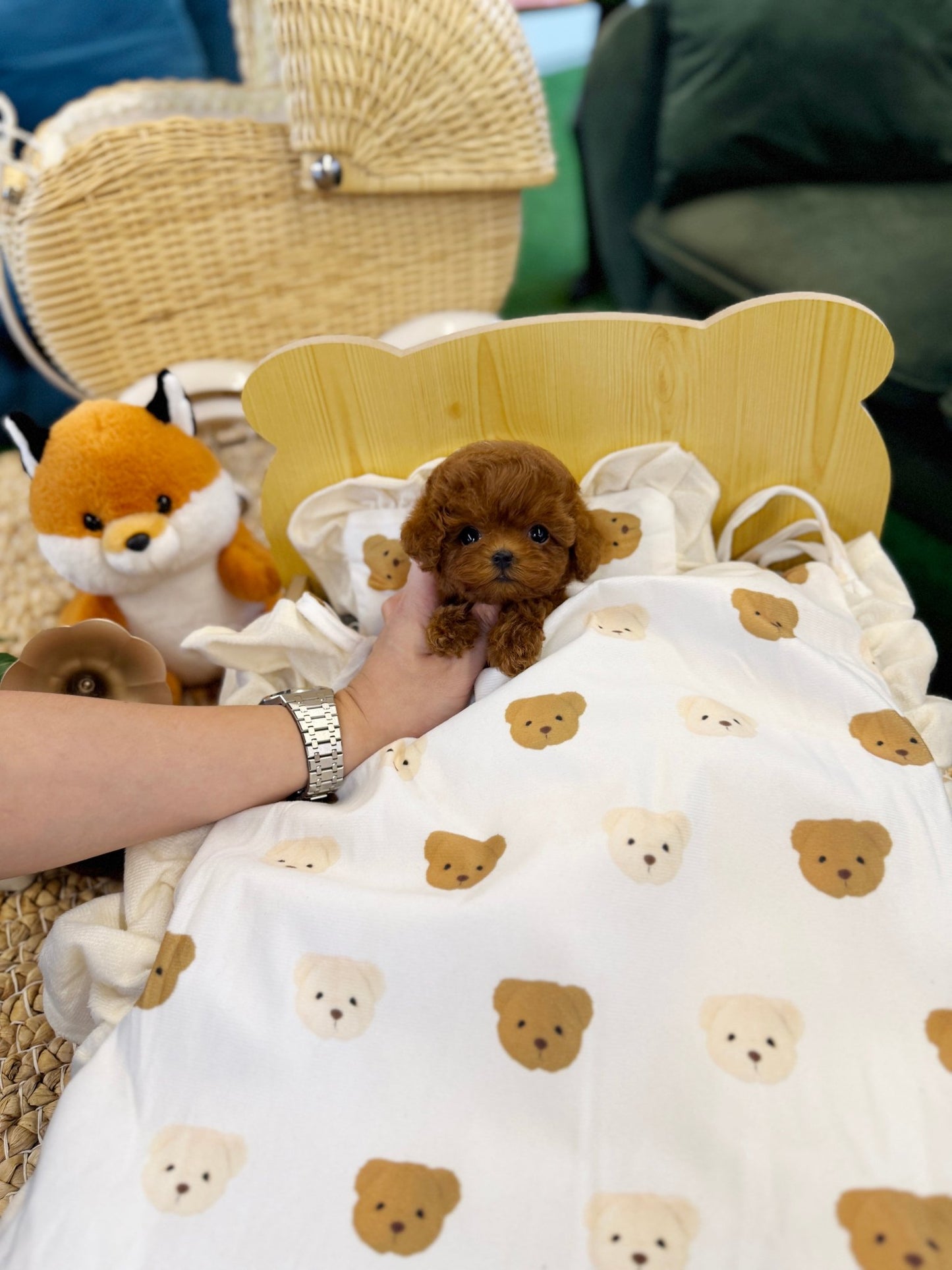 Poodle - Ara(Female) - Beautiful puppy teacup puppy with adorable features available for adoption from Velydog