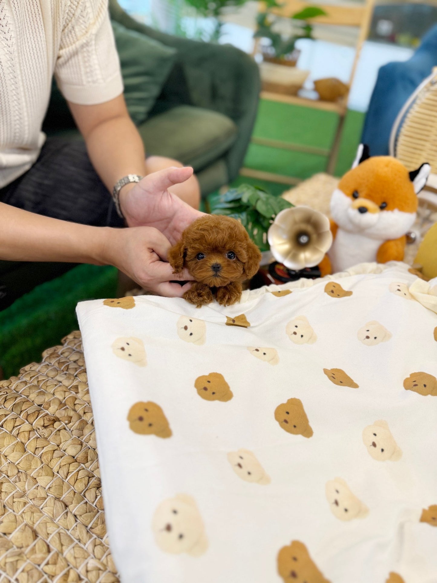 Poodle - Ara(Female) - Beautiful puppy teacup puppy with adorable features available for adoption from Velydog