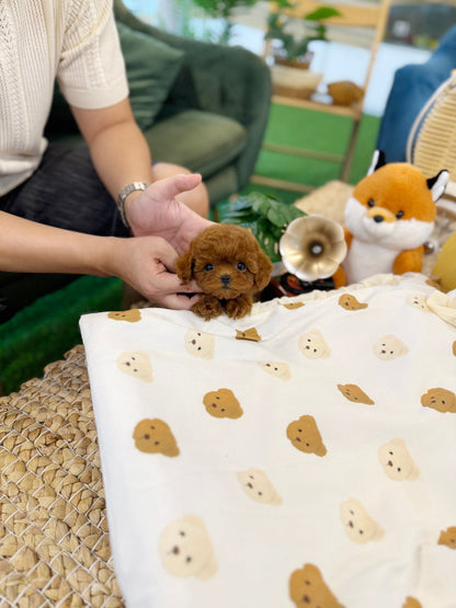 Poodle - Ara(Female) - Beautiful puppy teacup puppy with adorable features available for adoption from Velydog