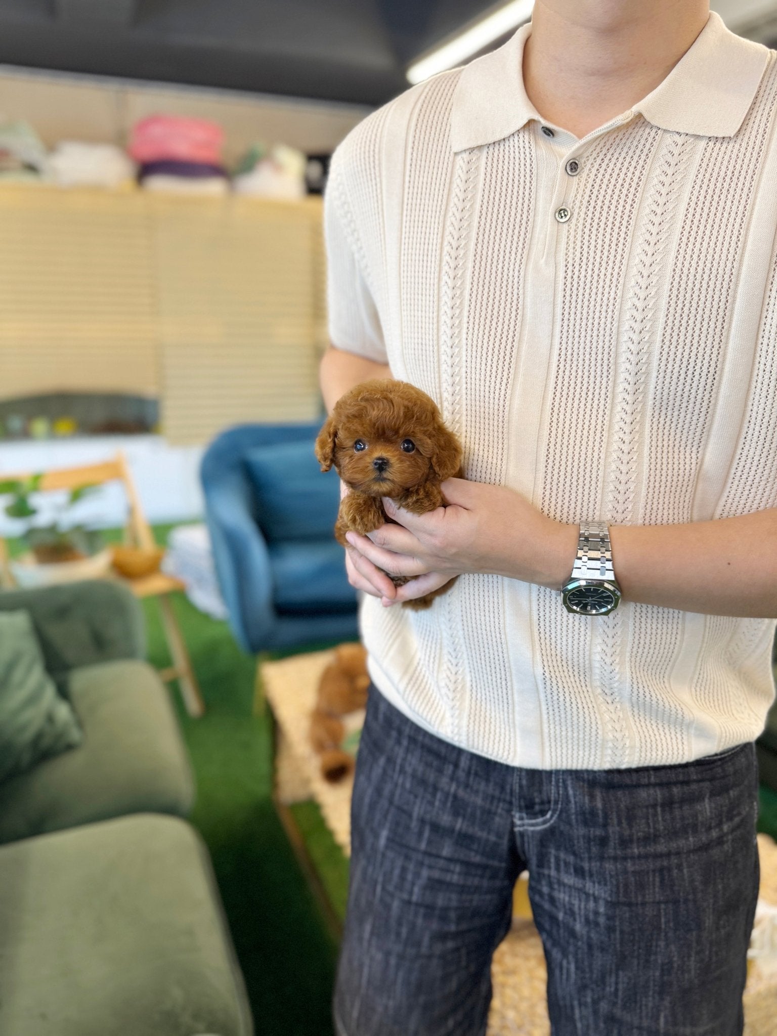 Poodle - Ara(Female) - Beautiful puppy teacup puppy with adorable features available for adoption from Velydog