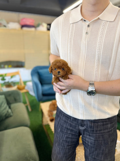 Poodle - Ara(Female) - Beautiful puppy teacup puppy with adorable features available for adoption from Velydog