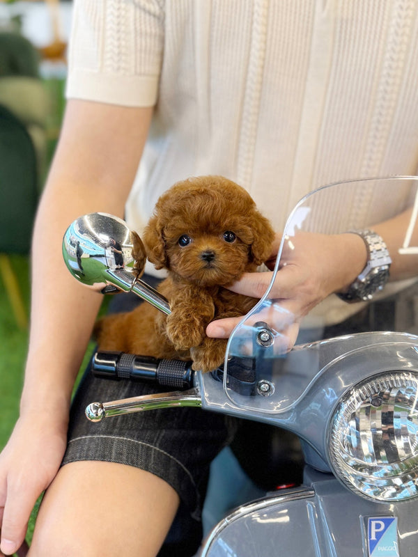 Poodle - Ara(Female) - Beautiful puppy teacup puppy with adorable features available for adoption from Velydog