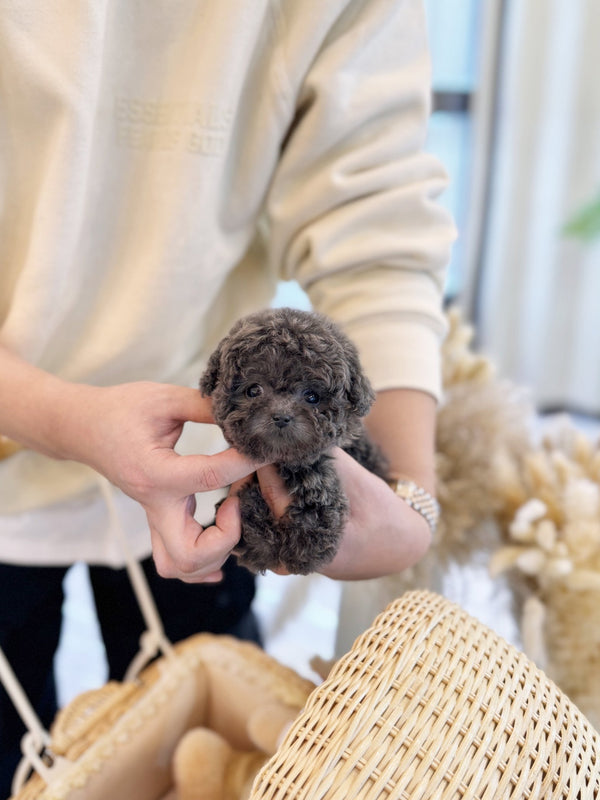 Poodle - Aron(Male) - Beautiful puppy teacup puppy with adorable features available for adoption from Velydog
