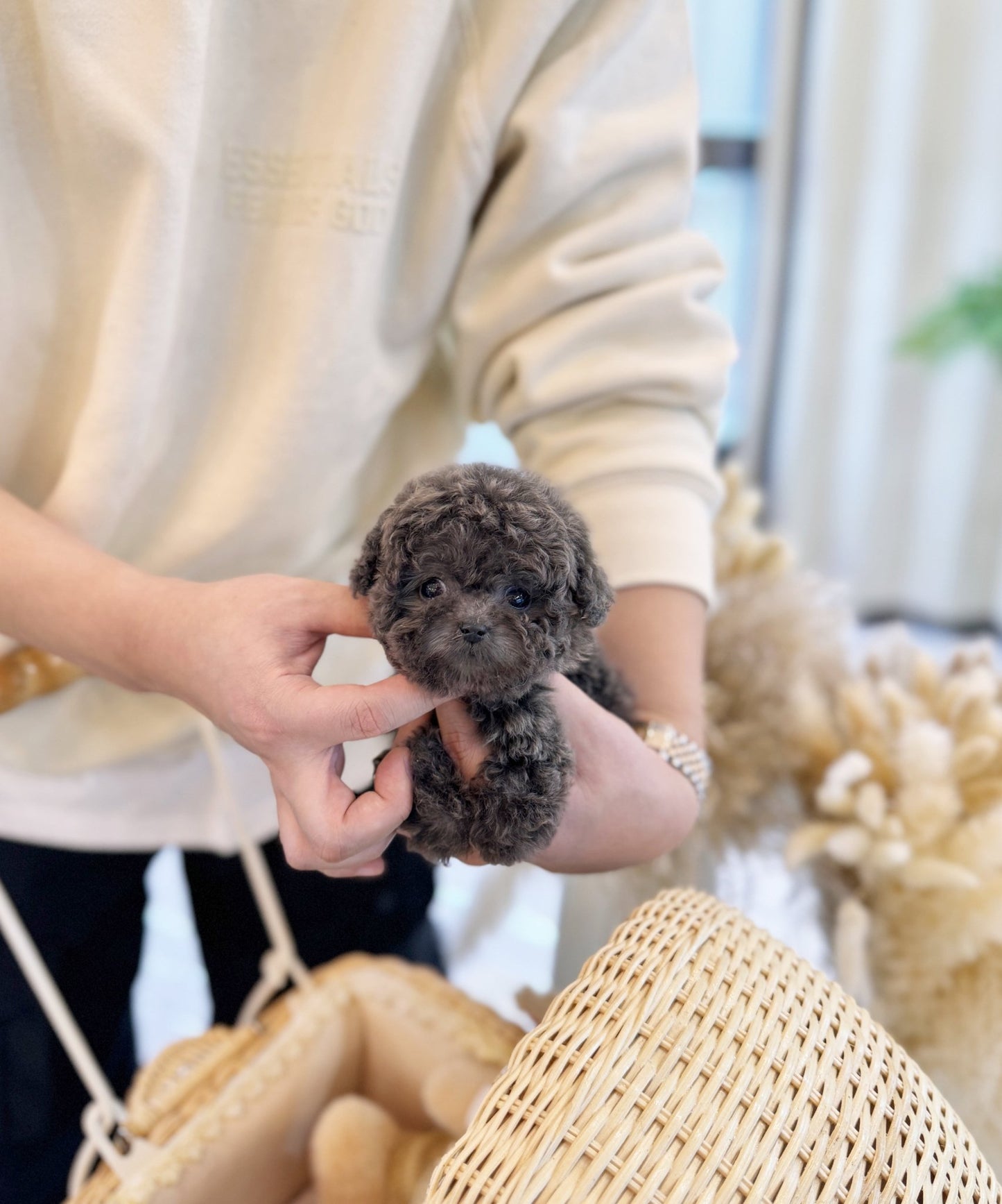 Poodle - Aron(Male) - Beautiful puppy teacup puppy with adorable features available for adoption from Velydog