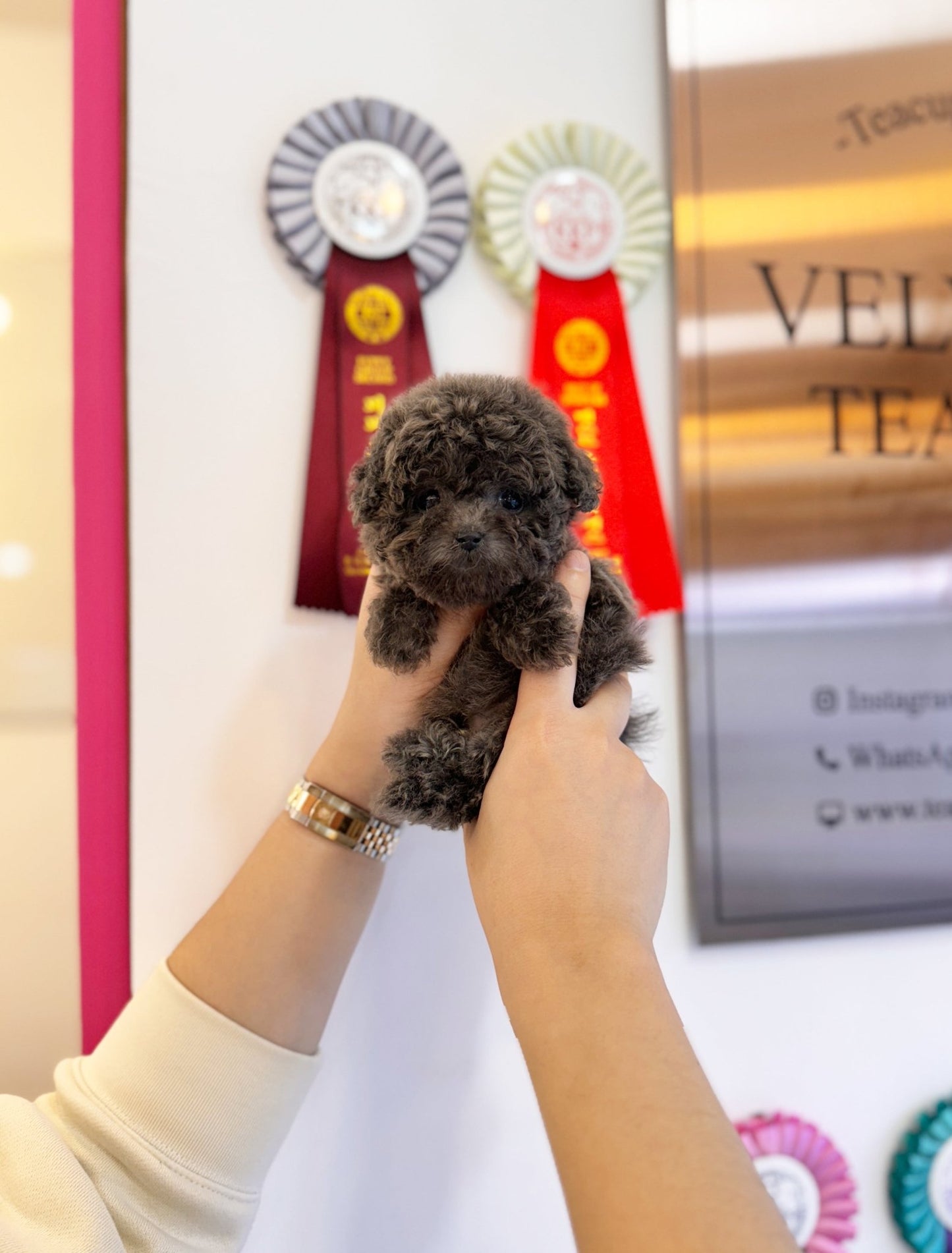 Poodle - Aron(Male) - Beautiful puppy teacup puppy with adorable features available for adoption from Velydog