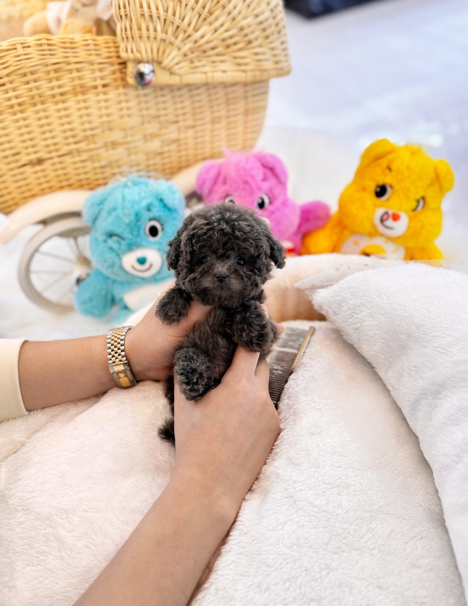 Poodle - Aron(Male) - Beautiful puppy teacup puppy with adorable features available for adoption from Velydog