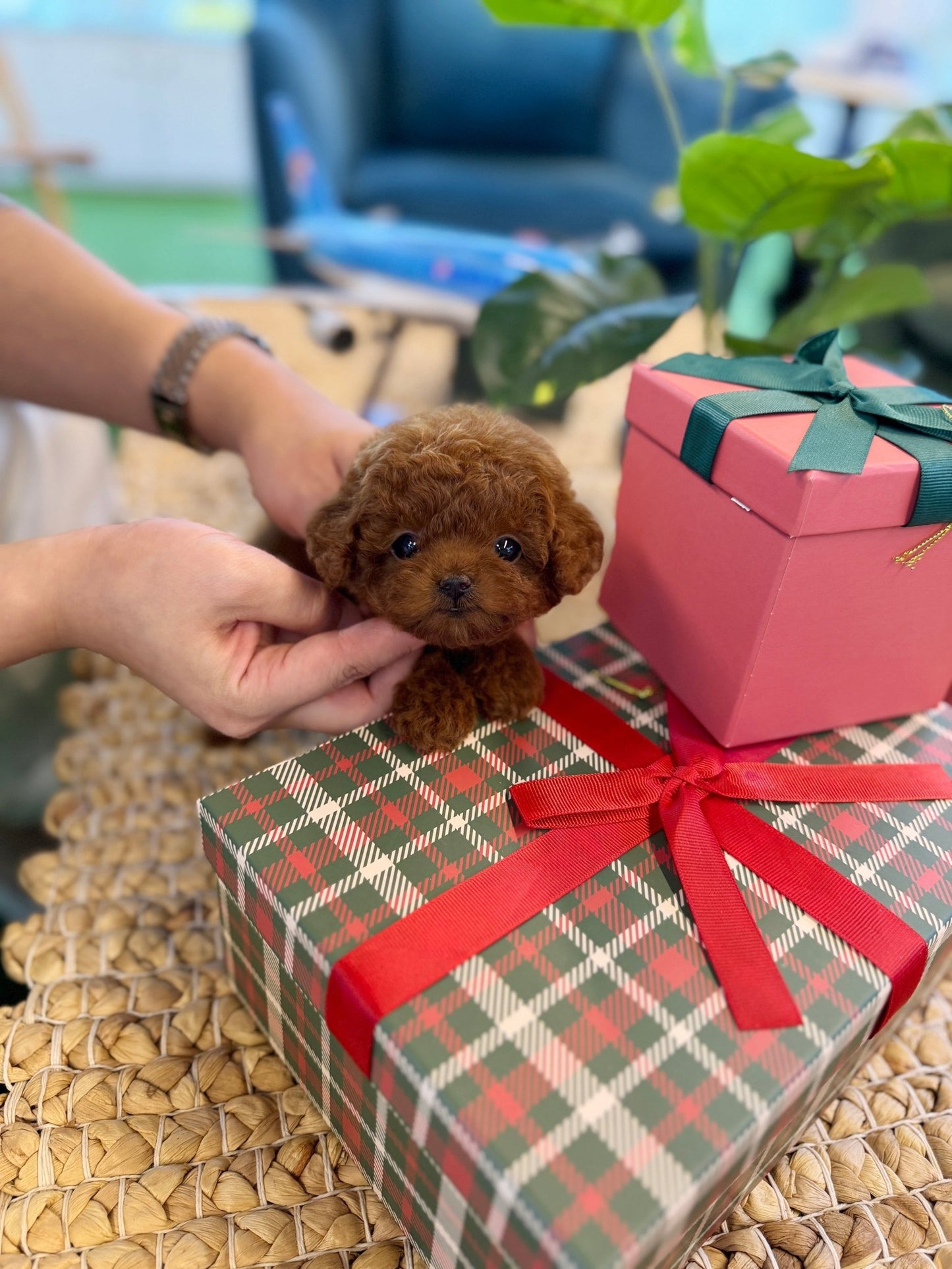 Poodle - Arwen(Female) - Beautiful puppy teacup puppy with adorable features available for adoption from Velydog