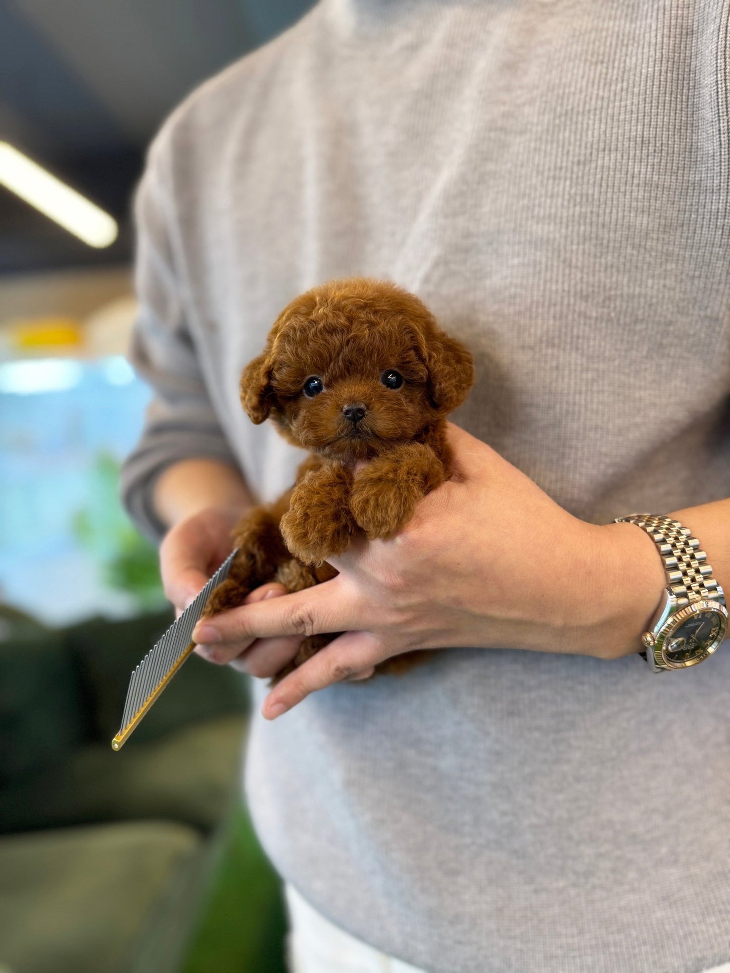 Poodle - Arwen(Female) - Beautiful puppy teacup puppy with adorable features available for adoption from Velydog