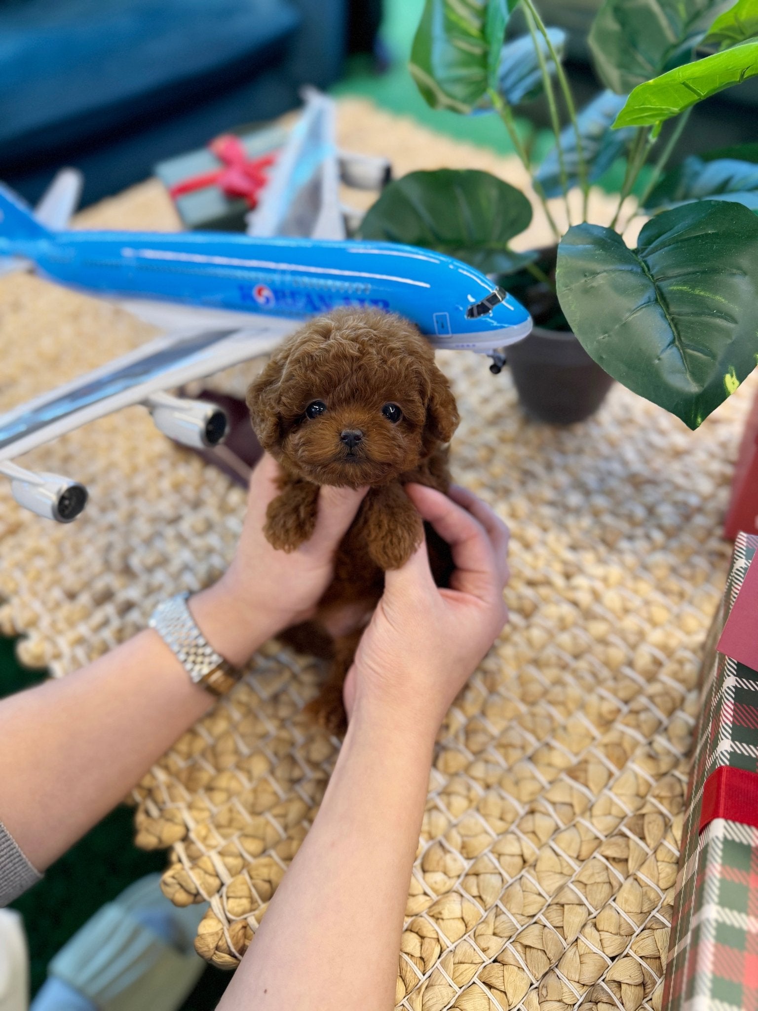 Poodle - Arwen(Female) - Beautiful puppy teacup puppy with adorable features available for adoption from Velydog