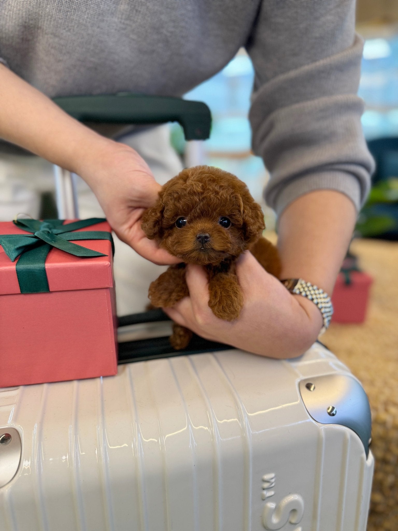 Poodle - Arwen(Female) - Beautiful puppy teacup puppy with adorable features available for adoption from Velydog