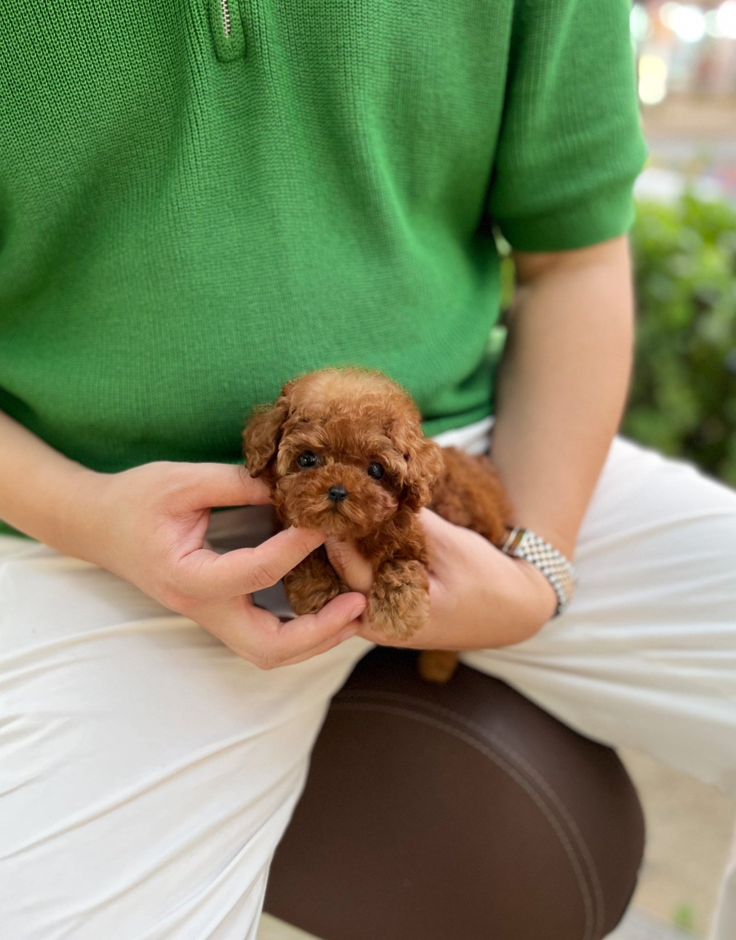 Poodle - Ash(Male) - Beautiful puppy teacup puppy with adorable features available for adoption from Velydog