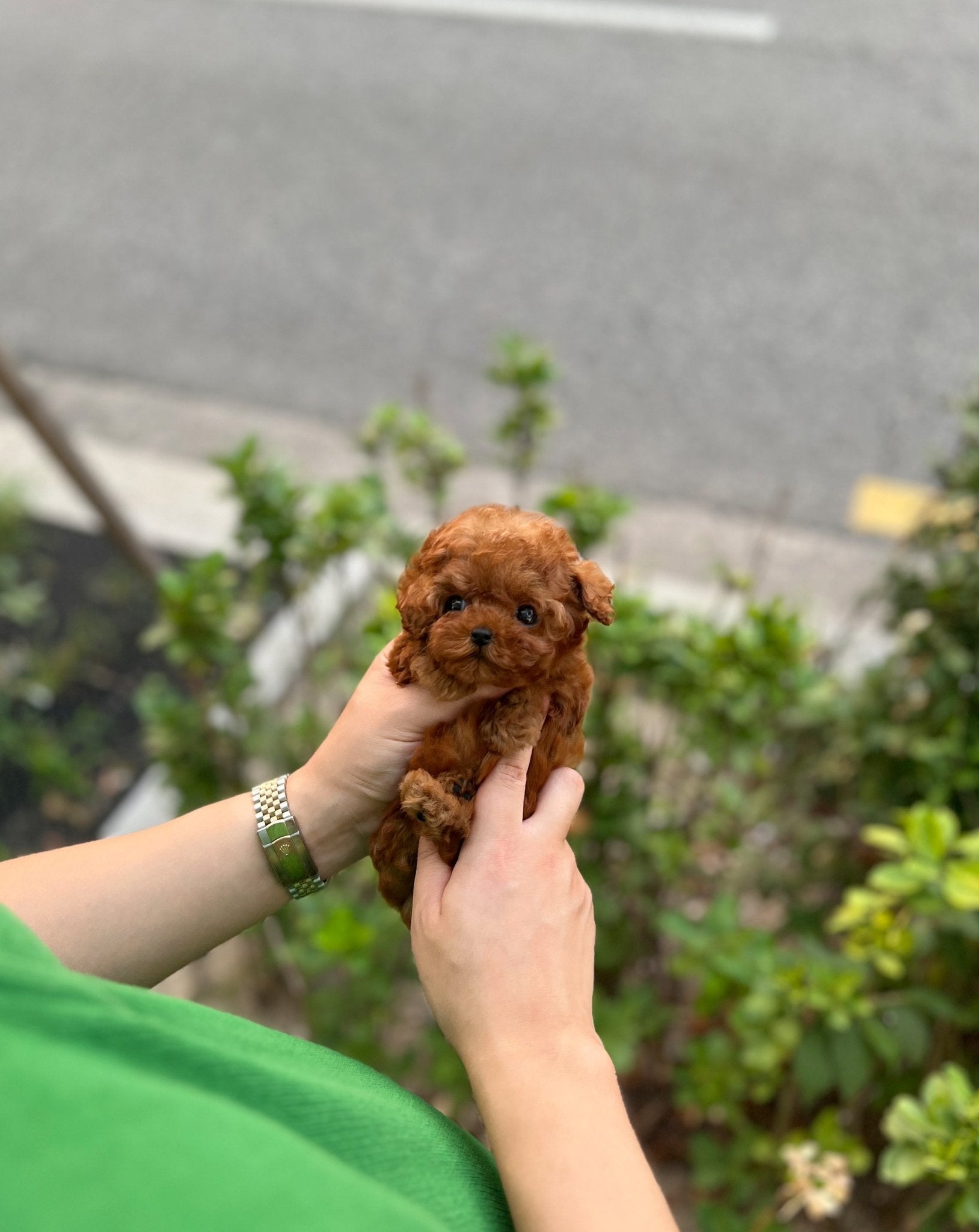 Poodle - Ash(Male) - Beautiful puppy teacup puppy with adorable features available for adoption from Velydog