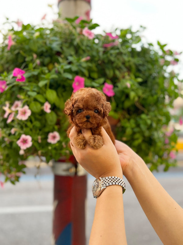 Poodle - Ash(Male) - Beautiful puppy teacup puppy with adorable features available for adoption from Velydog