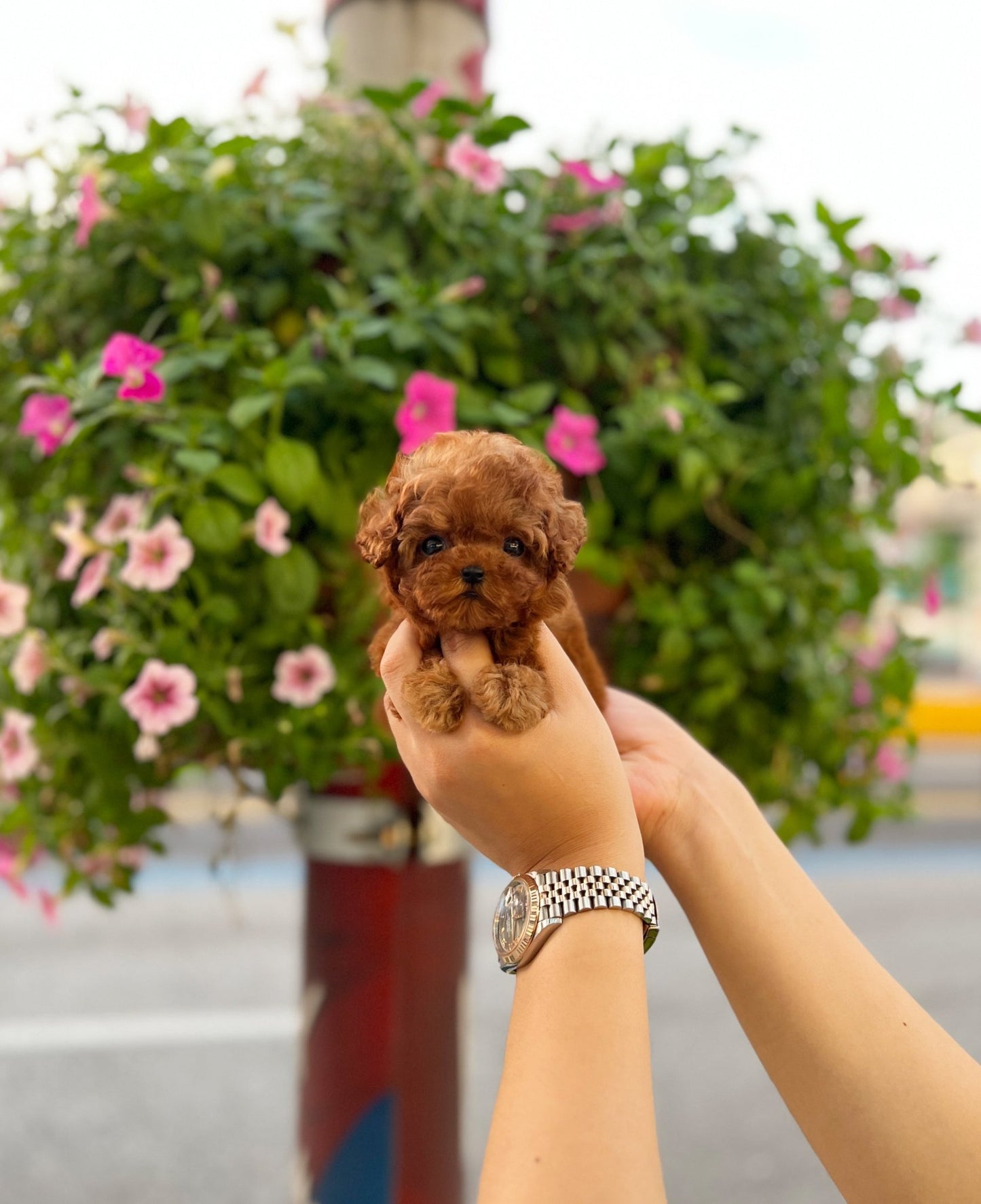 Poodle - Ash(Male) - Beautiful puppy teacup puppy with adorable features available for adoption from Velydog