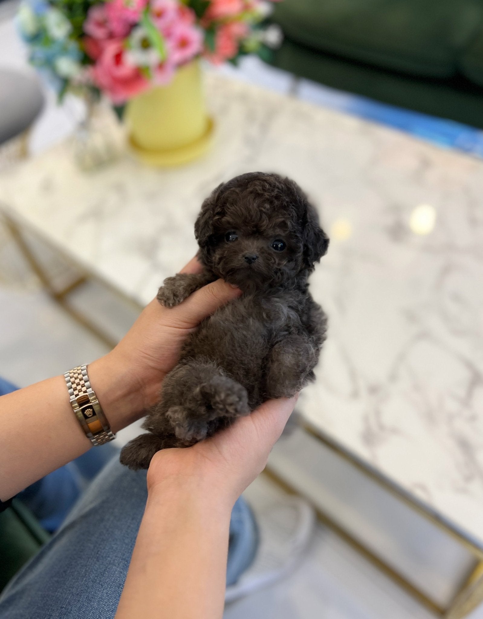 Poodle - Atom - Beautiful puppy teacup puppy with adorable features available for adoption from Velydog