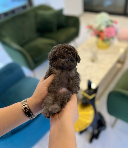 Poodle - Atom - Beautiful puppy teacup puppy with adorable features available for adoption from Velydog