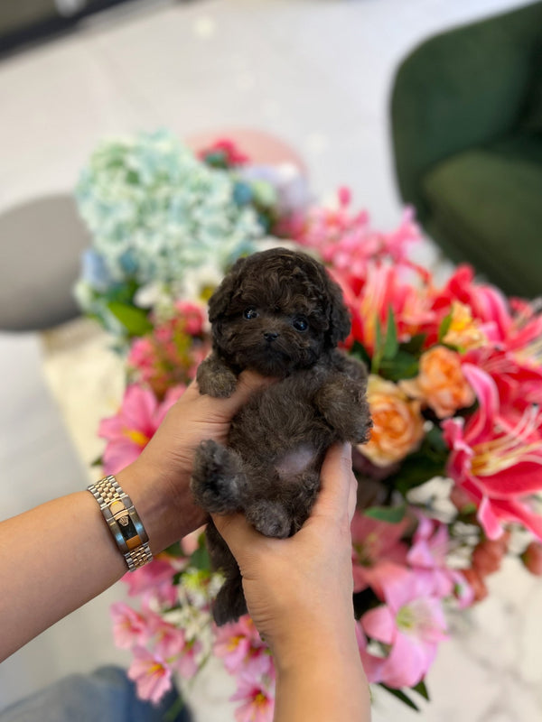 Poodle - Atom - Beautiful puppy teacup puppy with adorable features available for adoption from Velydog
