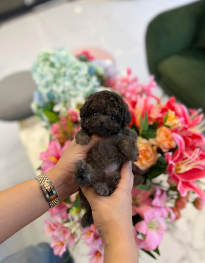 Poodle - Atom - Beautiful puppy teacup puppy with adorable features available for adoption from Velydog