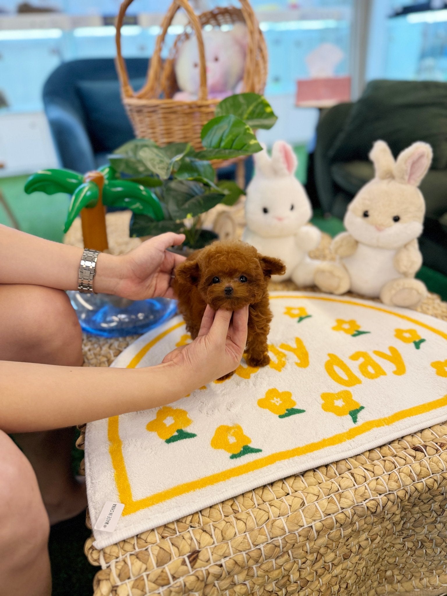 Poodle - Ava(Female) - Beautiful puppy teacup puppy with adorable features available for adoption from Velydog