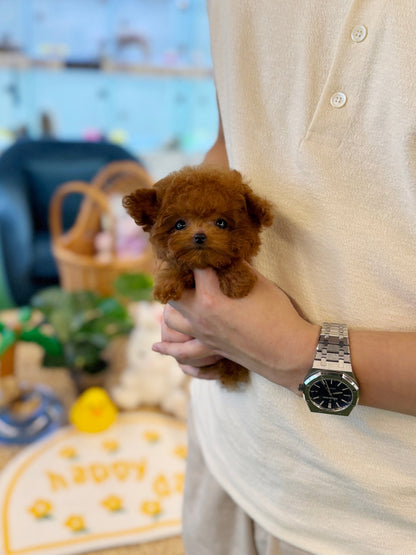 Poodle - Ava(Female) - Beautiful puppy teacup puppy with adorable features available for adoption from Velydog