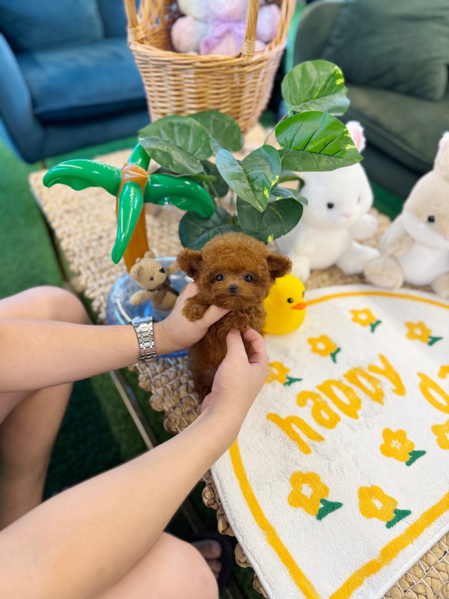 Poodle - Ava(Female) - Beautiful puppy teacup puppy with adorable features available for adoption from Velydog