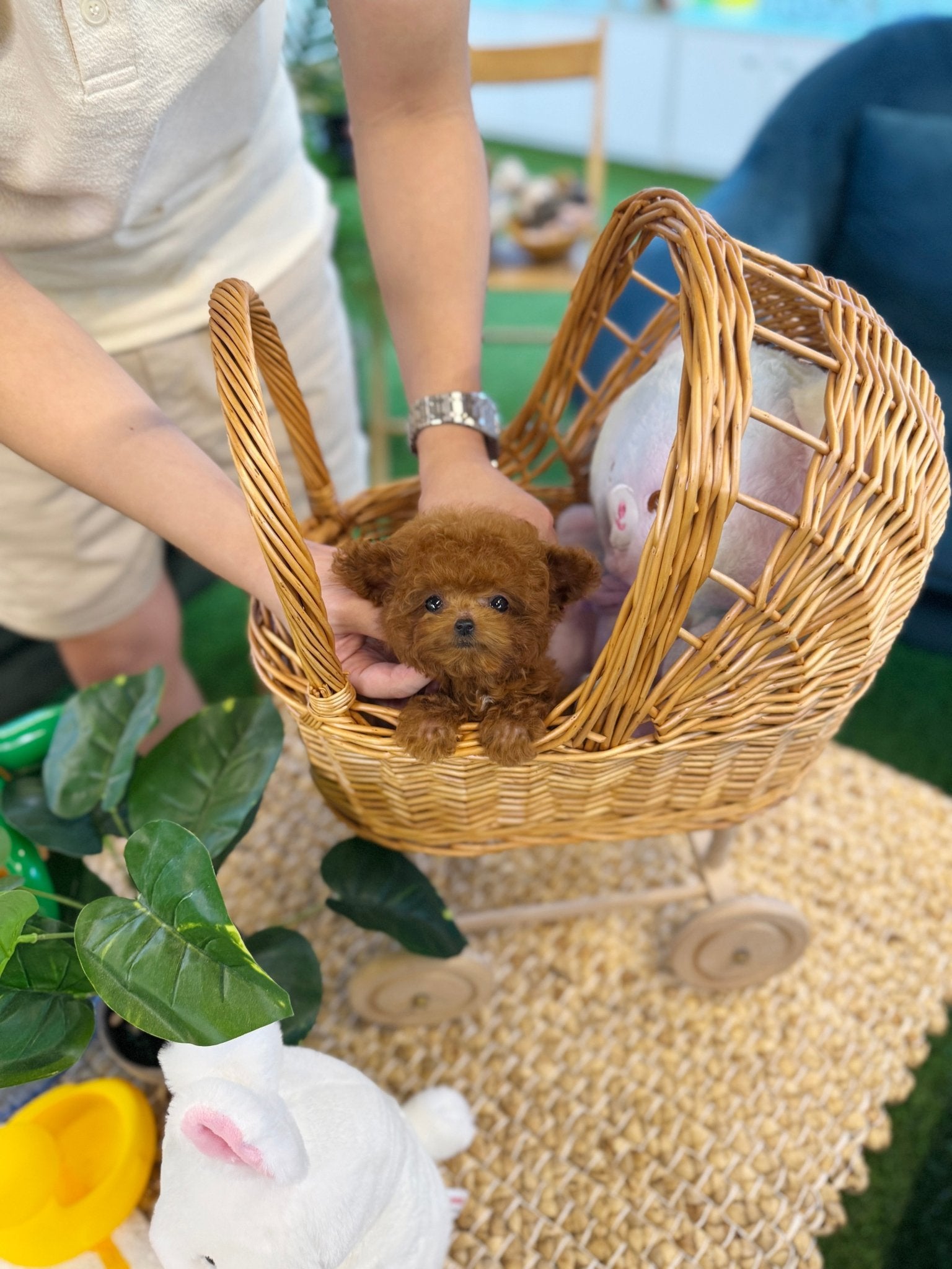 Poodle - Ava(Female) - Beautiful puppy teacup puppy with adorable features available for adoption from Velydog