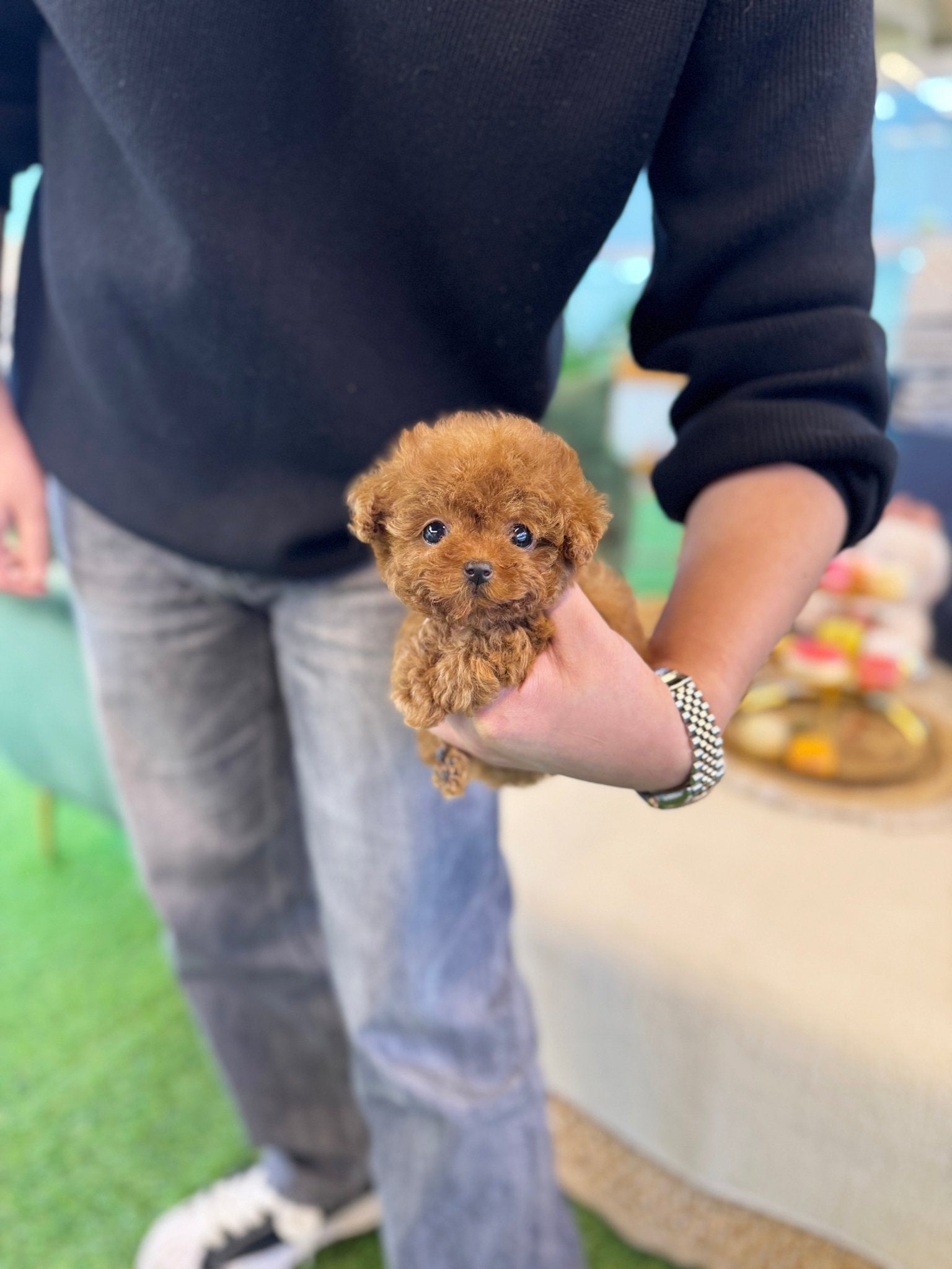 Poodle - Avan(Male) - Beautiful puppy teacup puppy with adorable features available for adoption from Velydog