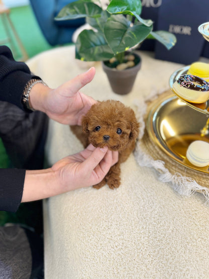 Poodle - Avan(Male) - Beautiful puppy teacup puppy with adorable features available for adoption from Velydog