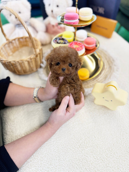 Poodle - Avan(Male) - Beautiful puppy teacup puppy with adorable features available for adoption from Velydog