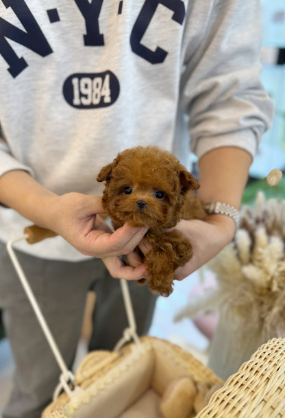 Poodle - Bally(Male) - Beautiful puppy teacup puppy with adorable features available for adoption from Velydog